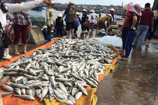 Thanh Hóa: Hơn 47 tấn cá nuôi chết bất thường